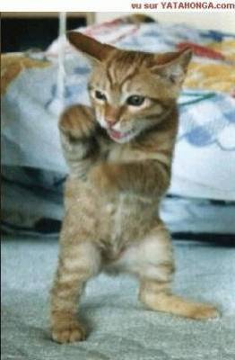 Le chat