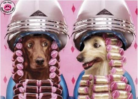 les chiens