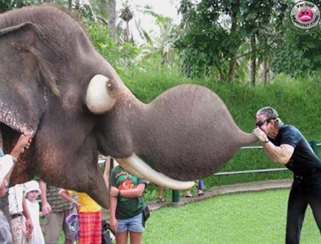 l elephant