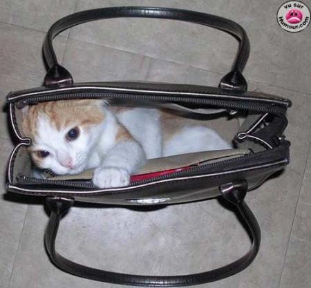 le sac