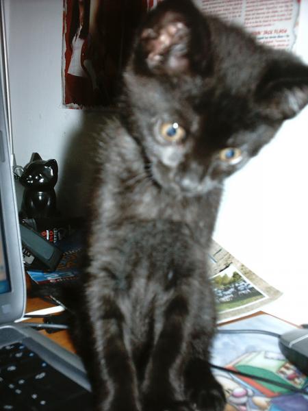 le chat a Laura